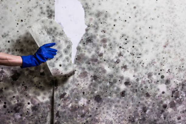 Best Mold Remediation for Specific Building Types in Buhl, ID